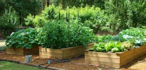 10 buenas razones para tener un jardín casero
