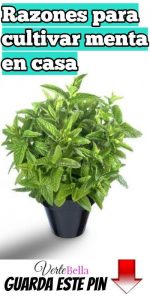10 consejos para cultivar menta en frascos