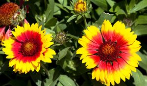 10 flores coloridas para un jardín de verano