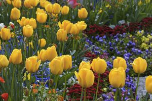 10 flores que llenan de color tu jardín
