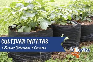 10 formas de cultivar patatas