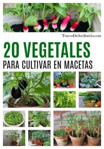 10 maravillosas plantas que también pueden ser cultivadas en macetas
