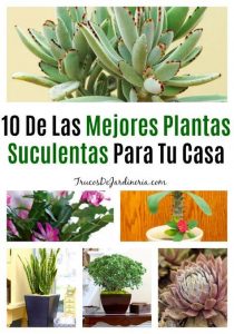 10 maravillosas plantas suculentas