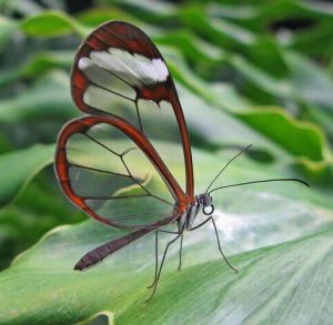 10 mariposas que sólo verás una vez en tu vida... ¡con suerte!