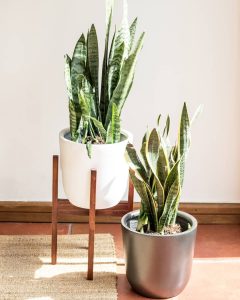 10 plantas de interior para un hogar super chic
