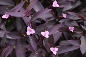 10 plantas de interior púrpura