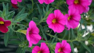 11 plantas con flores ideales para los veranos más calurosos