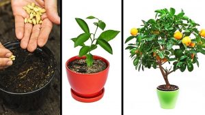 15 formas de cultivar hierbas en casa
