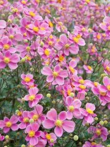 15 hermosas flores de otoño