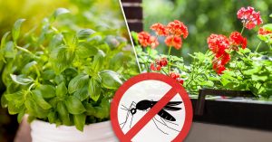 15 plantas para mantenerlas alejadas de los niños y los animales