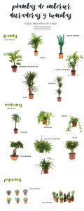 16 plantas de interior (casi) imposibles de matar!