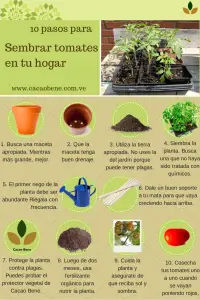 4 ideas para el cultivo de hortalizas en maceta