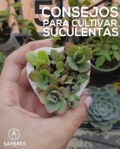 5 consejos para el cultivo de plantas suculentas