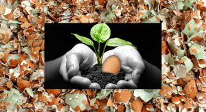 5 formas de usar las cáscaras de huevo en la jardinería