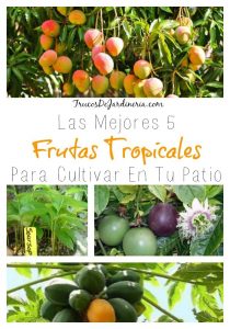 5 frutas tropicales que puedes cultivar en el jardín