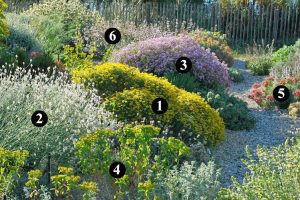5 hermosas plantas de bajo mantenimiento