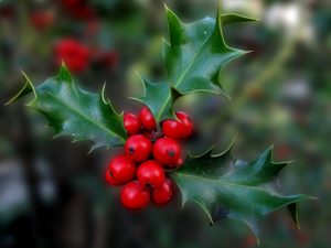 5 maravillosas plantas de Navidad