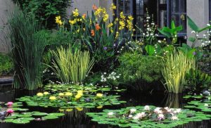 5 plantas ideales para el estanque