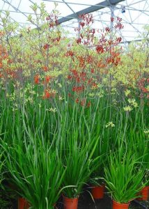 5 plantas tolerantes a la sequía