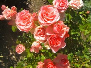 6 consejos para el cultivo de rosas