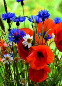 6 hermosas flores primaverales