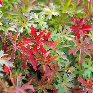 6 perennes con magníficos colores de otoño