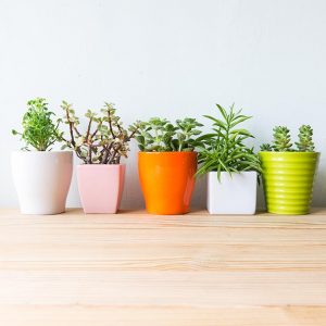 6 plantas perfectas si hay poca luz dentro de la casa