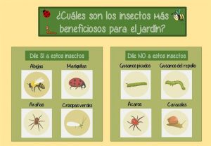 6 trucos para mantener las plagas lejos del jardín