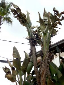 7 consejos para cuidar una planta que ha sufrido el frío