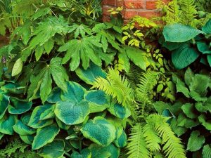 7 hermosas plantas que crecen a la sombra
