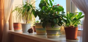 7 plantas de interior, ideales para los jardineros inexpertos