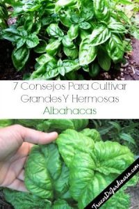 7 sugerencias para el cultivo de la albahaca