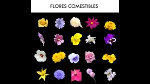 8 flores comestibles: cómo usarlas en la cocina y cómo cultivarlas