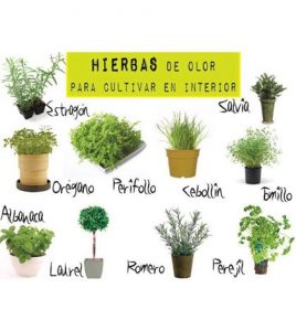8 hierbas que puedes cultivar en el interior