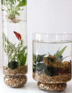8 ideas creativas para crear un jardín acuático interior