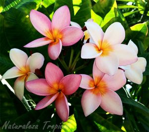 8 plantas con flores de agradable fragancia
