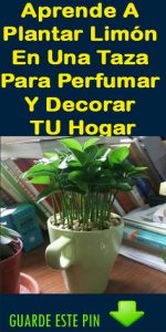 8 plantas ideales para perfumar la casa