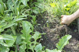 8 soluciones ecológicas para eliminar las malas hierbas