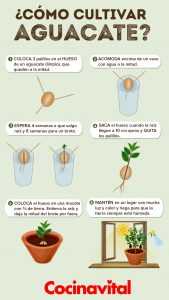 8 trucos para cultivar bien su jardín