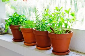 9 hierbas que puedes cultivar en la cocina