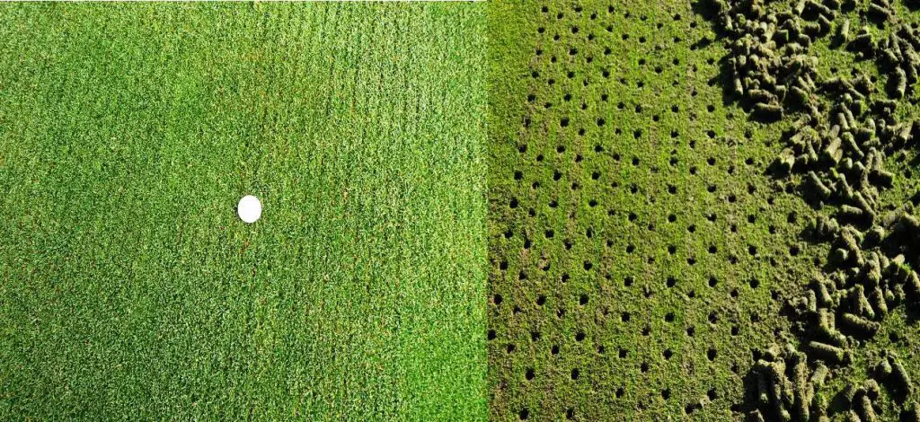 Los beneficios del té - Consejos para mi huerto