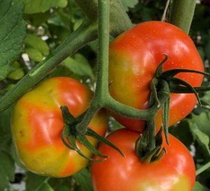 ¡Alerta! El nuevo virus del tomate (ToBRFV)...