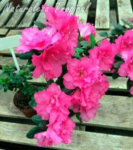Algunos consejos para el cultivo de la azalea