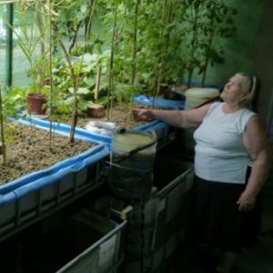 Aquaponia, un método de cultivo ecológico e innovador