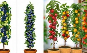Árboles frutales columnares: decorativos y perfectos para espacios pequeños