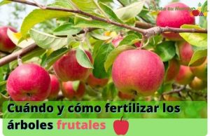 Árboles frutales y fertilización orgánica: cómo, cuándo y por qué
