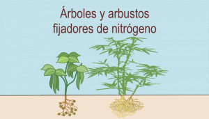 Árboles y arbustos fijadores de nitrógeno atmosférico