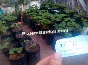 Arce japonés: cómo cultivarlo en un frasco