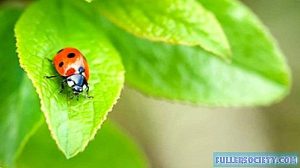 Atraer escarabajos Carabid a tu jardín