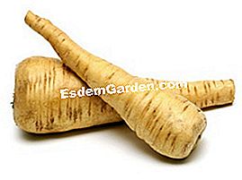 Chirivía, un vegetal para redescubrir!